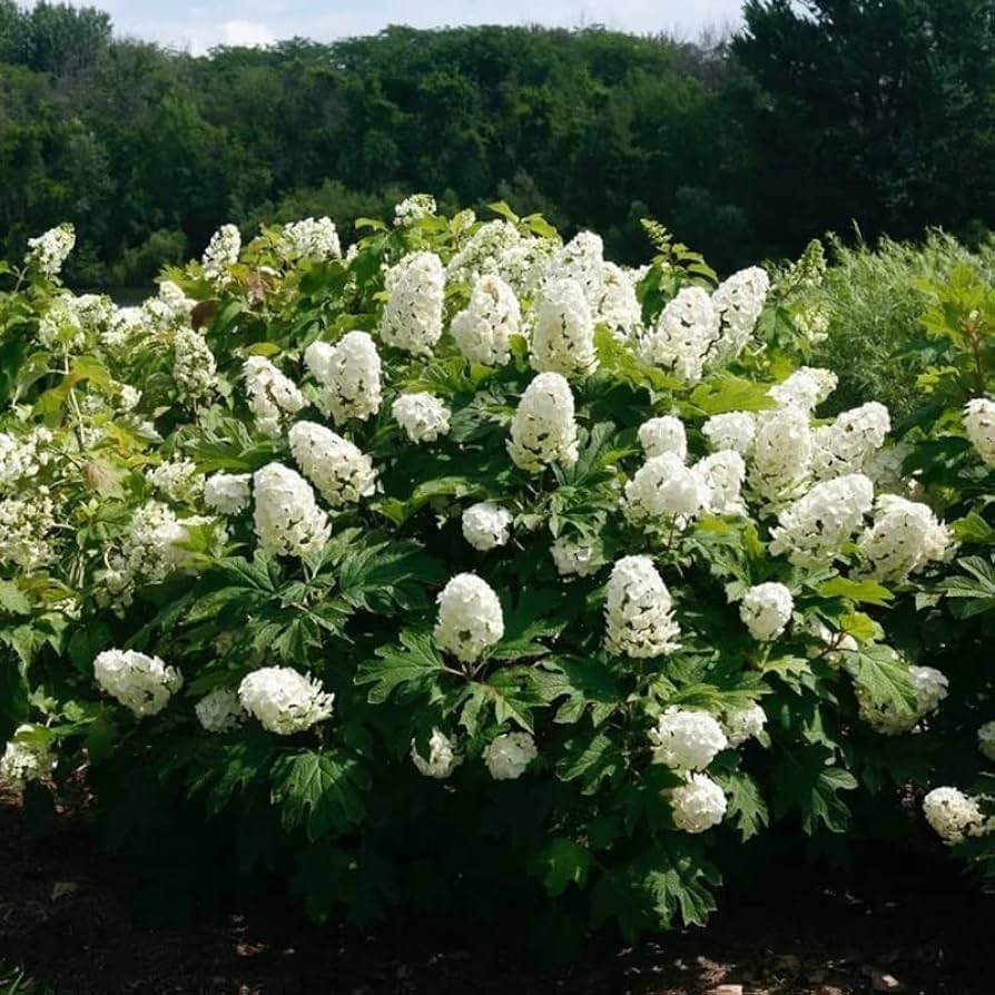 Hydrangea4937　0203 Hydrangea4937 0203 06-23 ZX14 OR ZX14R LOWER TRIPLE TREE